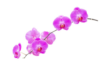 Fototapeta na wymiar Purple orchids isolated on white background.clipping path