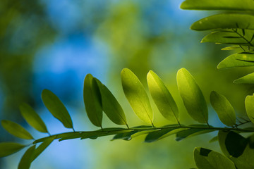 Green leaves, beautiful natural background. 