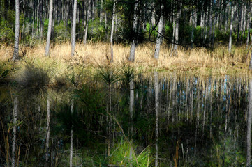 florida swamp land with water and trees