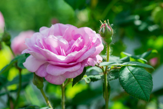 Rose tea blooms
