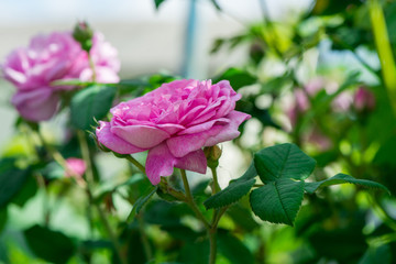 Rose tea blooms