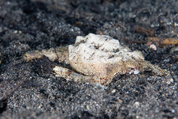 Dragon Sea Moth on Volcanic Sand in Indonesia