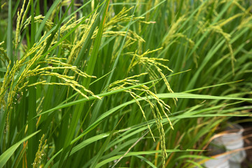 Rice plant in rice field