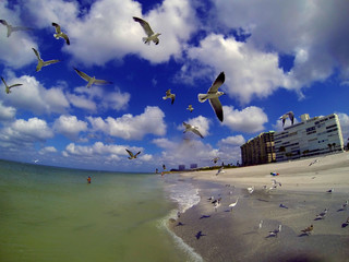 flying seagulls at the beach over the ocean 