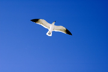 flying seagulls at the beach over the ocean 