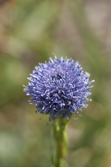 Globularia Punctata
