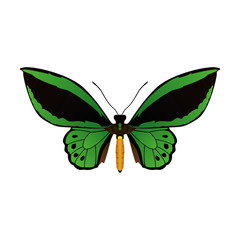 Beautiful Butterfly silhouette icon vector illustration graphic design