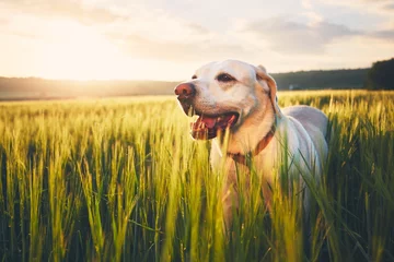 Photo sur Plexiglas Chien Labrador retriever walking in cornfield at the sunrise. Dog and summer themes. 