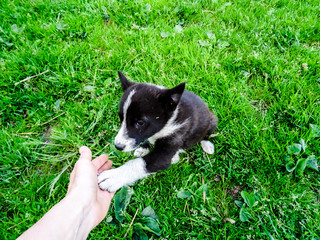 A puppy gives a paw to a person or a man extends a hand to a puppy