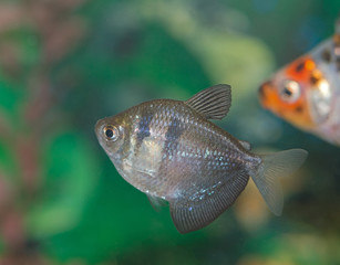 Tropical Fish in aquarium