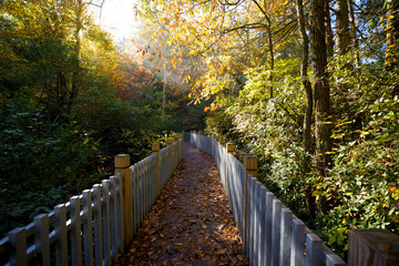 mountain walkway in fall
