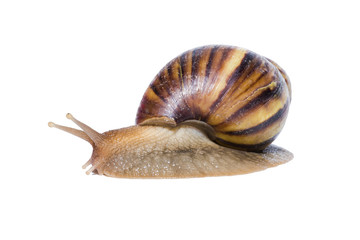 Close up of Snail isolated on white
