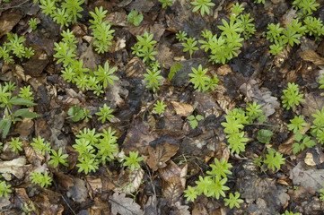 waldboden mit waldmeister und keimenden Buchen