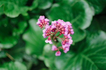 Obraz premium Pink flower with green leaves in the background