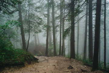 Misty mountain forest on the way to Sarnia Rock, Tatra Mountains