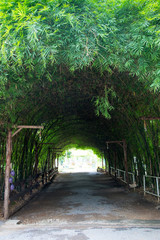 Green tunnel of trees with light at the end in park
