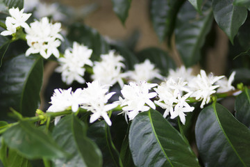 Organic Coffee tree blossom