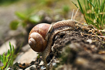Traveling smail on its long wet way