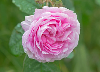 Beautiful flower of rose