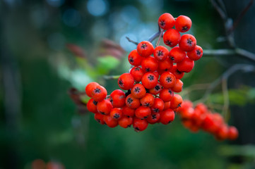Ashberry on dark green blurred background in the forest