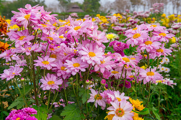 yellow Chrysanthemum flower in the garden. group of yellow chrysanthemum flower on blur background.