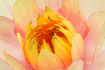 Fototapeta na wymiar Macro of beautiful yellow lotus blossom.