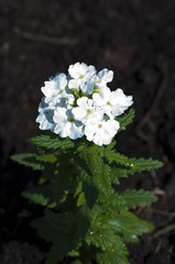 white flower