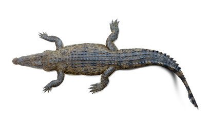 Crocodile isolé