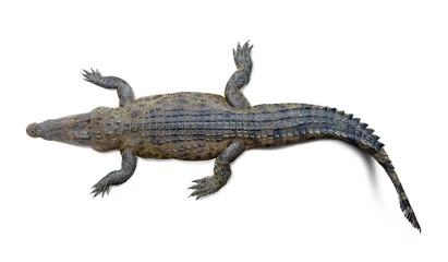 Abwaschbare Fototapete Krokodil Krokodil isoliert