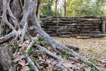 The roots and trunk of an old tropical tree growing near Baphuon Temple in Angkor Complex, Siem Reap, Cambodia.