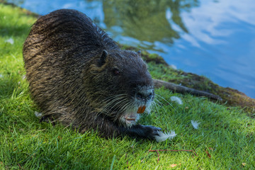 Nutria frisst Kartoffel