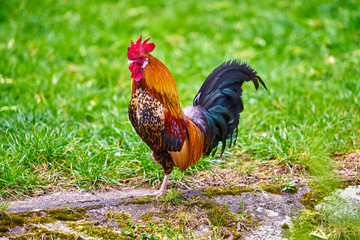 Beautiful cock. colorful rooster