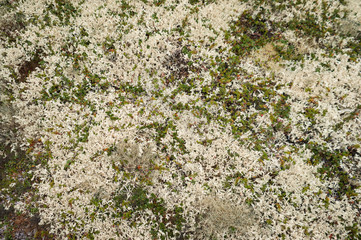 reindeer moss