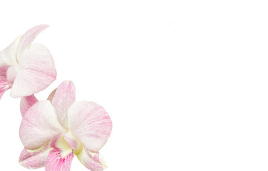 Pink orchid flower isolated on white background