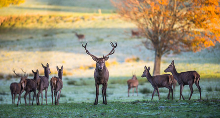 Red stag deer standing strong and protecting female deer 