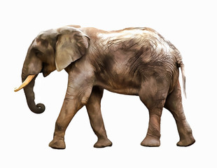 Elephant. Elephant illustration. watercolor animal illustration