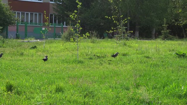 crows walking on the green lawn.