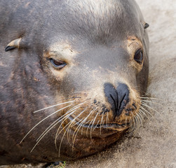 Sealion