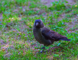 Crow on green grass