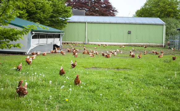 Glückliche Hühner in artgerechter Freilandhaltung in Schleswig-Holstein, Deutschland 