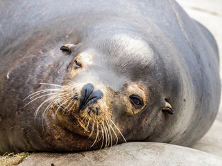 Sealion