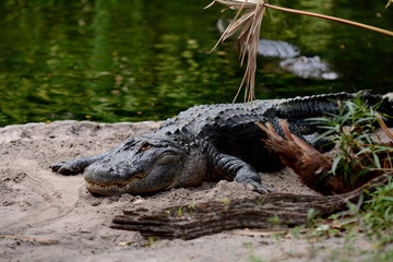 Alligator on land 