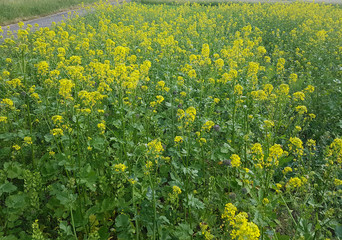 Senf, Weisser; Sinapis, alba