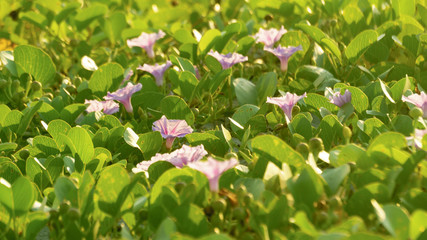 wild flowers spread on the beach