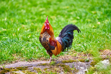rooster on green nature background