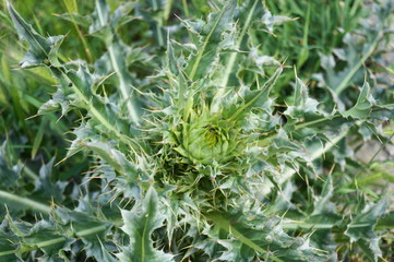 The plant with thorns from the Danube Delta, Tulcea, Romania