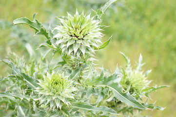Fototapeta premium The plant with thorns from the Danube Delta, Tulcea, Romania