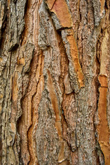 Tree background. tree texture