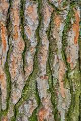 Tree bark texture. wood texture