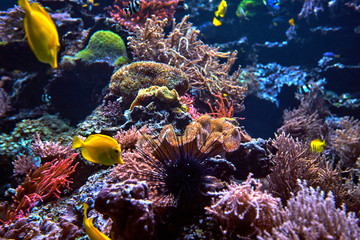 Naklejka na ściany i meble Wonderful and beautiful underwater world with corals and fish